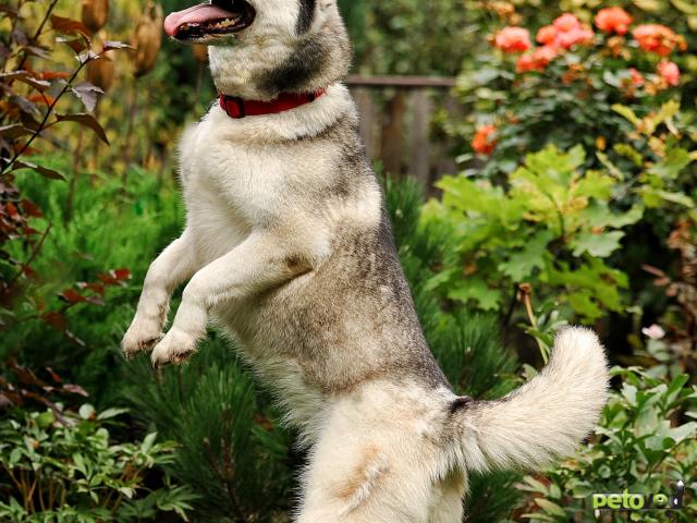 Отдам в дар: Хаски ищет дом  фото4