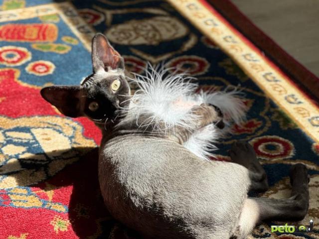 Продаю: Черный котенок девон-рекс в поисках любящей семьи фото2