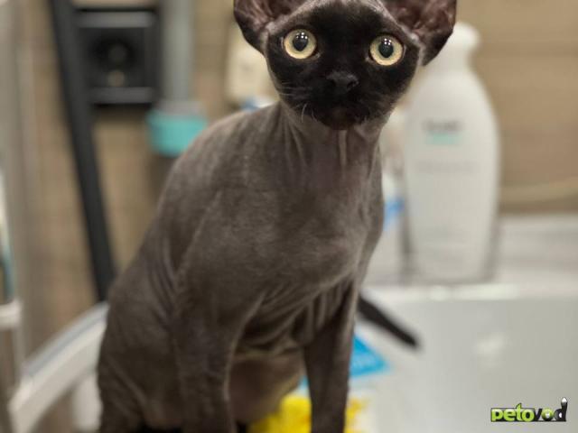 Продаю: Черный котенок девон-рекс в поисках любящей семьи фото3