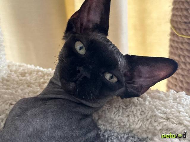 Продаю: Черный котенок девон-рекс в поисках любящей семьи фото4