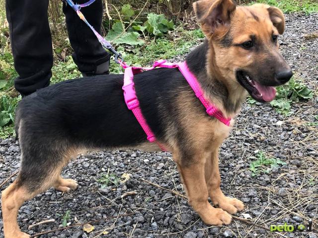 Отдам в дар: Знакомьтесь- улыбашка Бинго фото2