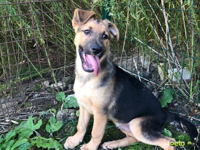 Отдам в дар: Знакомьтесь- улыбашка Бинго фото3