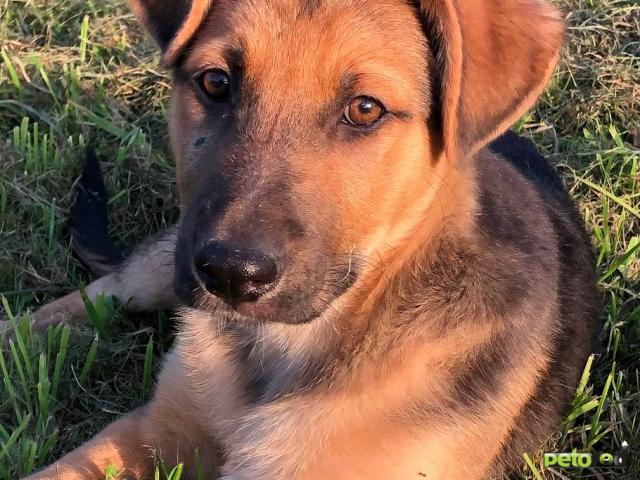 Отдам в дар: Знакомьтесь- улыбашка Бинго фото4