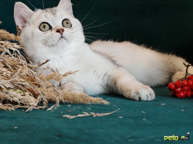 Продаю: Породистые шотландские котята фото2