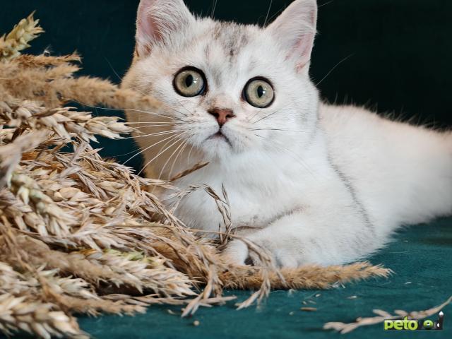 Продаю: Породистые шотландские котята фото3