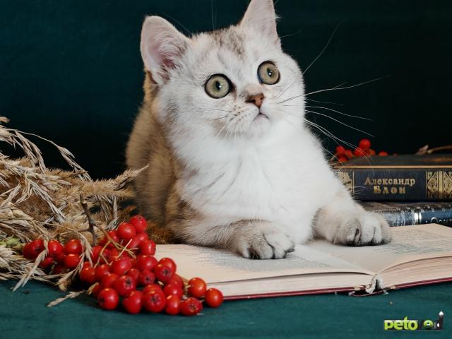 Продаю: Породистые шотландские котята фото4