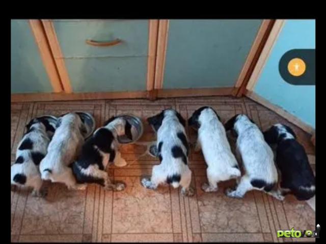 Продаю: Щенки чистокровные русского охотничьего спаниеля фото2