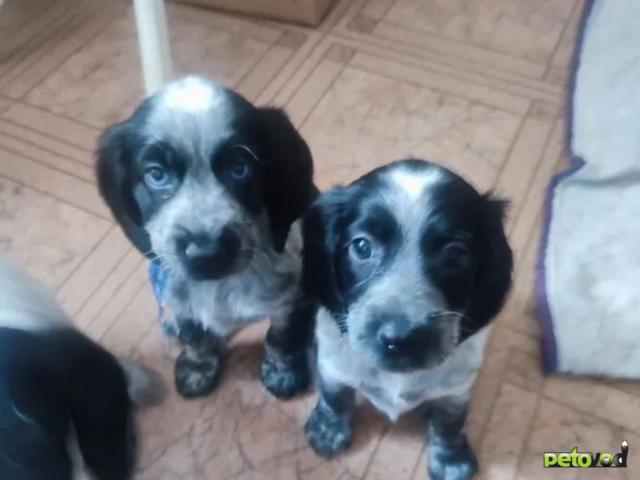 Продаю: Щенки чистокровные русского охотничьего спаниеля фото3