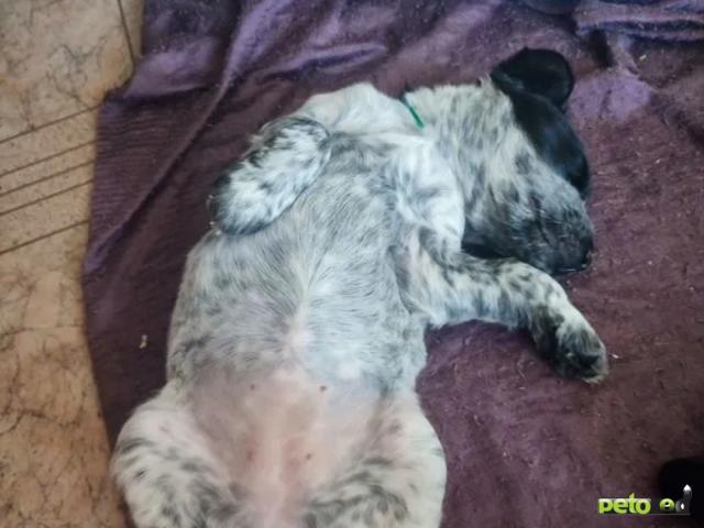 Продаю: Щенки чистокровные русского охотничьего спаниеля фото4