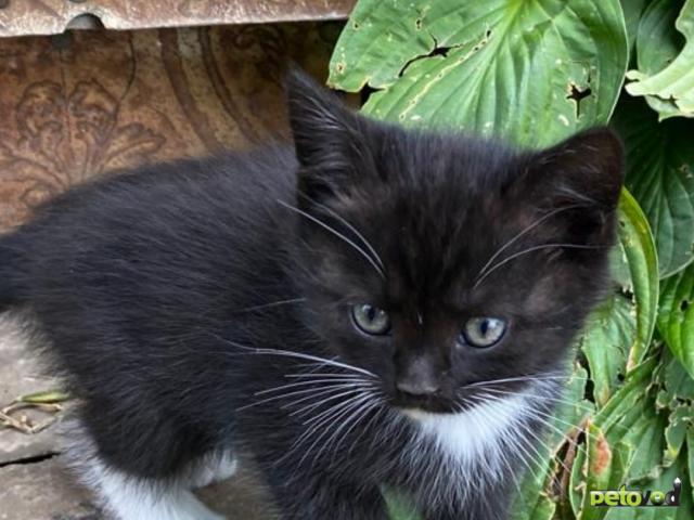 Продаю: На дачном участке откатилась кошка, шесть котят около полутора месяцев фото2