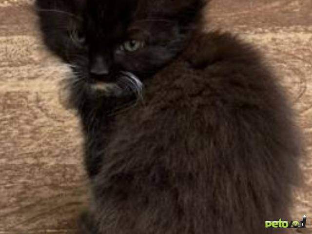 Продаю: На дачном участке откатилась кошка, шесть котят около полутора месяцев фото3