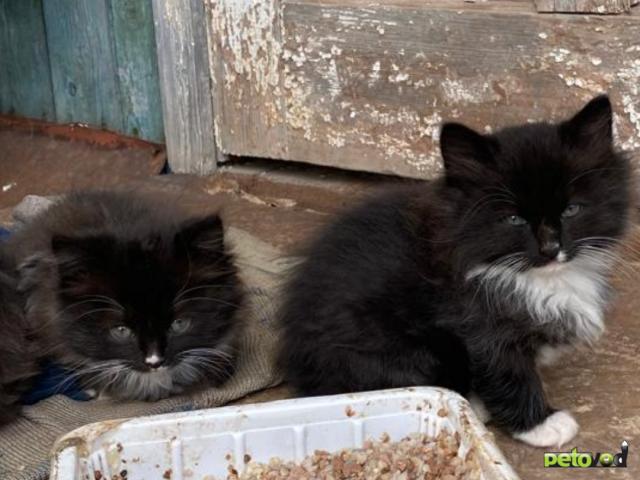 Продаю: На дачном участке откатилась кошка, шесть котят около полутора месяцев фото4
