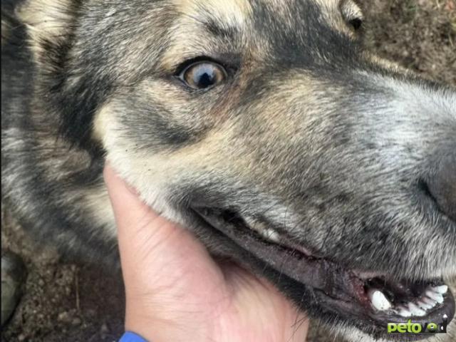 Отдам в дар: Щенок сибирской хаски в добрые руки фото2