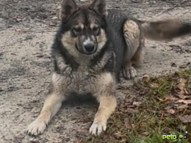 Отдам в дар: Щенок сибирской хаски в добрые руки фото3