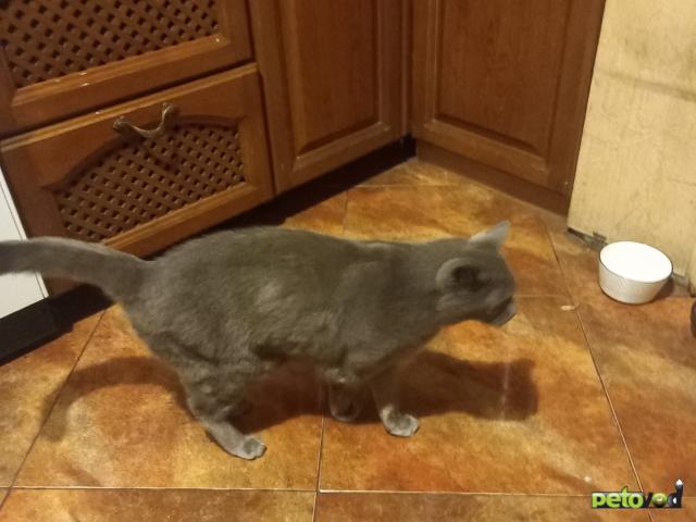 Продаю: Котик потерял хозяина фото2