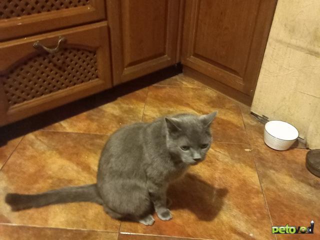 Продаю: Котик потерял хозяина фото4