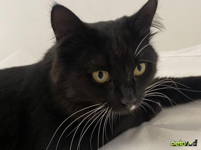 Отдам в дар: Кастрированный Мишка 10 месяцев даром фото2