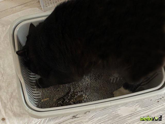 Отдам в дар: Кастрированный Мишка 10 месяцев даром фото3