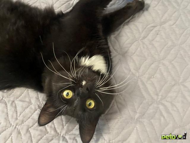 Отдам в дар: Кастрированный Мишка 10 месяцев даром фото4