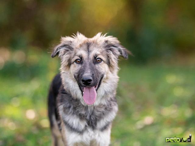 Отдам в дар: Стёпа в добрые руки фото2