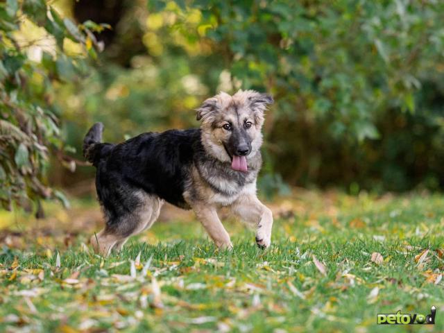 Отдам в дар: Стёпа в добрые руки фото3