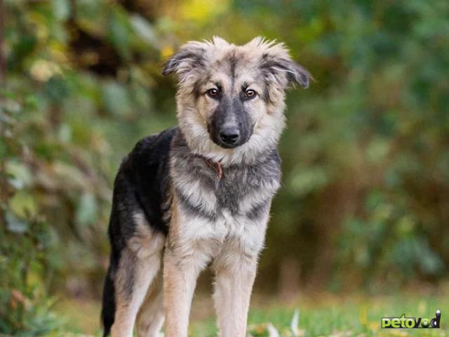 Отдам в дар: Стёпа в добрые руки фото4