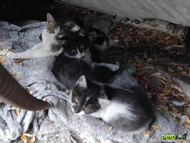 Продаю:   Отдам в добрые ответственные и заботливые руки   фото2