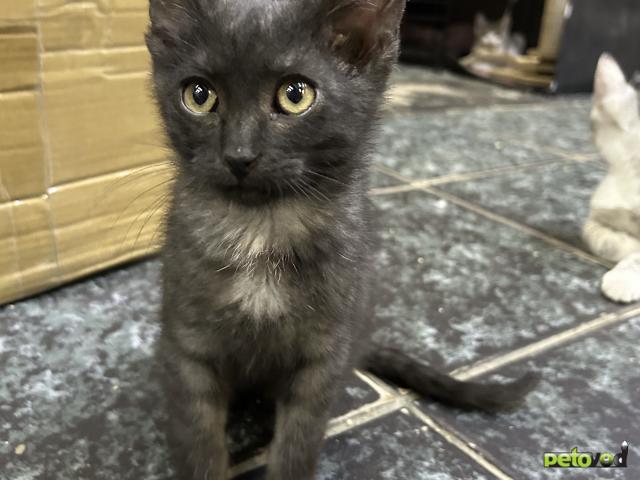 Продаю: Котенок Антошка ищет маму  фото2