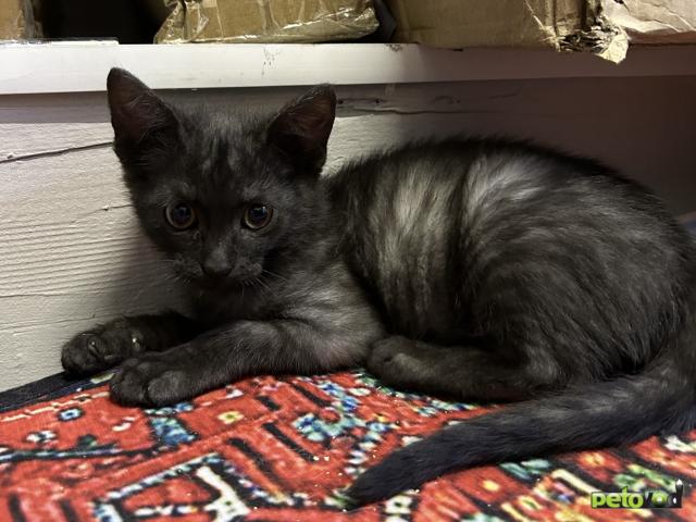 Продаю: Котенок Антошка ищет маму  фото3