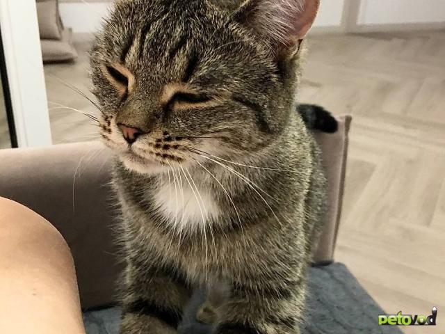 Продаю: Ищу любящих хозяев для ласковой кошечки  фото2