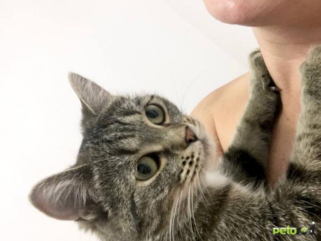 Продаю: Ищу любящих хозяев для ласковой кошечки  фото3