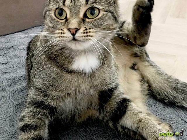 Продаю: Ищу любящих хозяев для ласковой кошечки  фото4