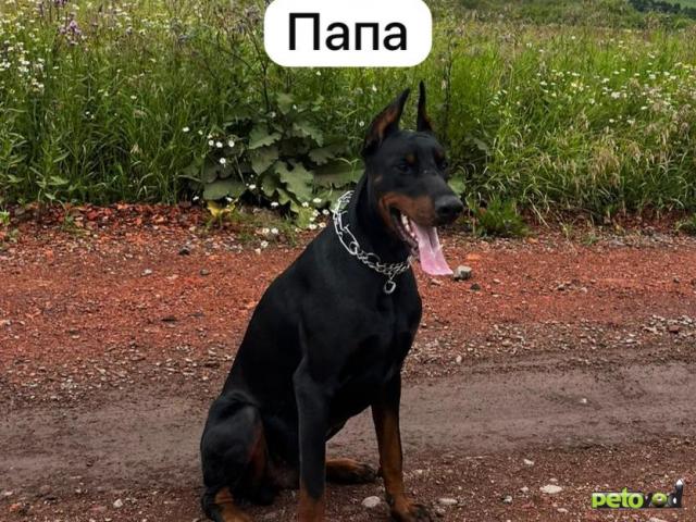 Продаю: Щенки добермана  фото2