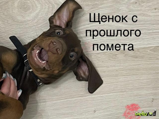 Продаю: Щенки добермана  фото3