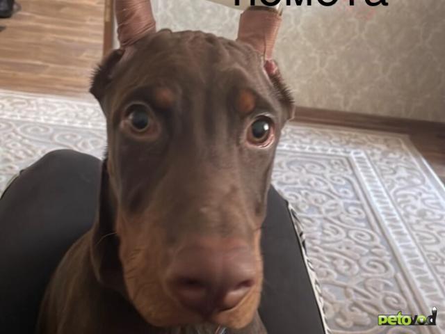 Продаю: Щенки добермана  фото4