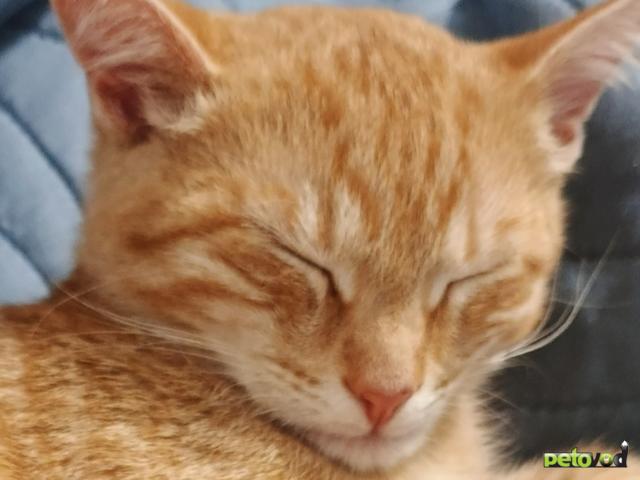 Продаю: Игривый рыжий Персик фото2