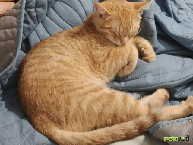 Продаю: Игривый рыжий Персик фото3