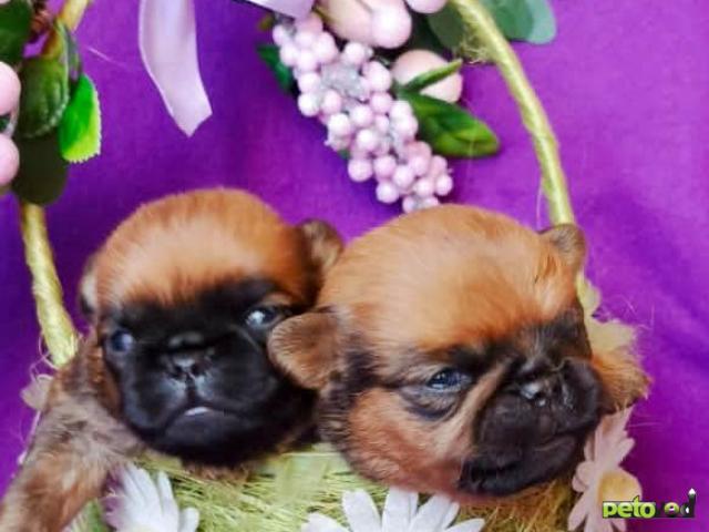 Продаю: Щенки пти-брабансона фото2