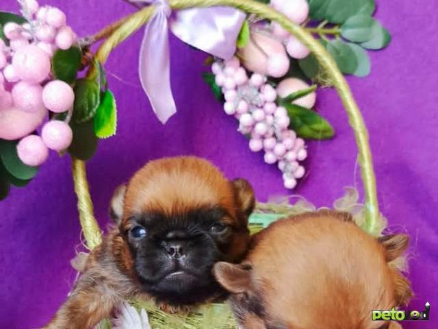 Продаю: Щенки пти-брабансона фото3