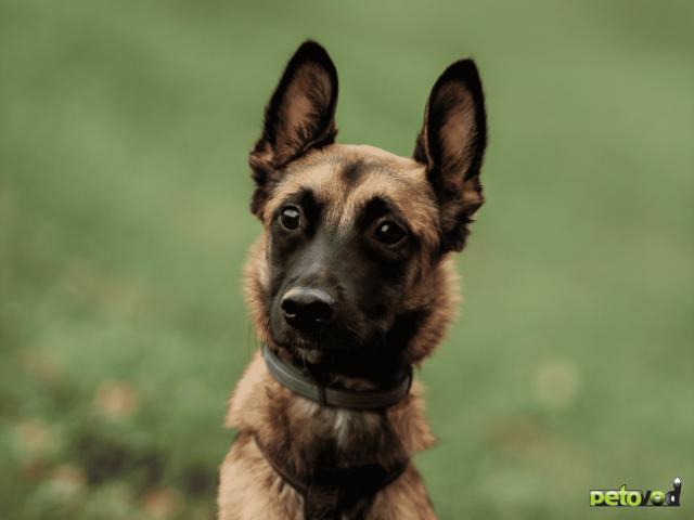 Отдам в дар: Ищет дом Пинки — девочка с сердцем солнца фото2