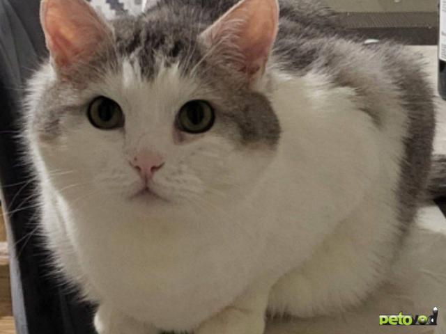 Продаю: Ищу дом и заботливую семью фото2