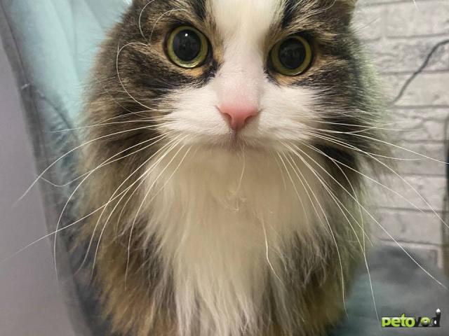 Продаю: Ищу дом и заботливую семью фото3