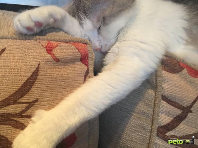 Продаю: Ищу дом и заботливую семью фото4