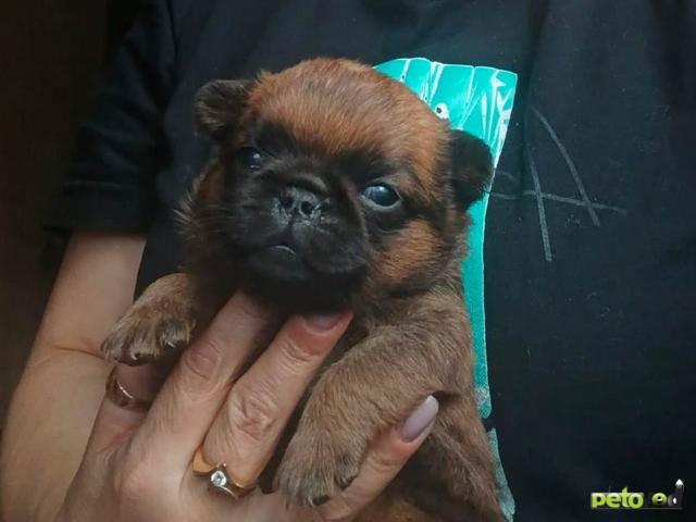 Продаю: Пти-брабансон рыжий мальчик фото2