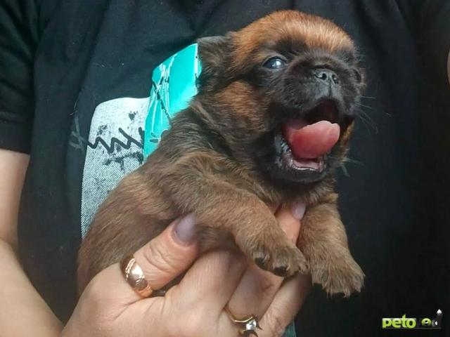 Продаю: Пти-брабансон рыжий мальчик фото3