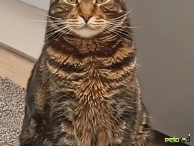 Продаю: Взрослый котик даром фото2