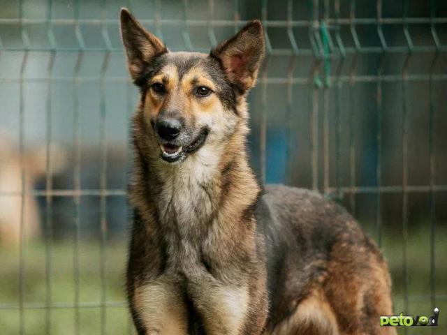 Отдам в дар: Собака из приюта ищет дом   фото2