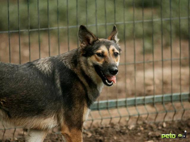 Отдам в дар: Собака из приюта ищет дом   фото3