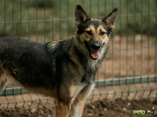 Отдам в дар: Собака из приюта ищет дом   фото4