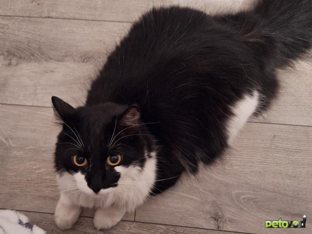 Продаю: Ласковый котик ищет дом  фото2